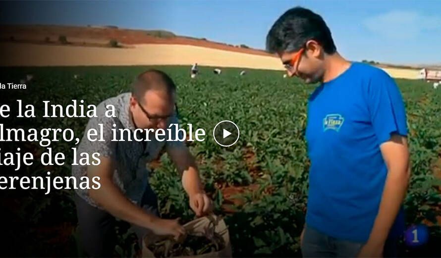 De la India a Almagro, el increíble viaje de las berenjenas