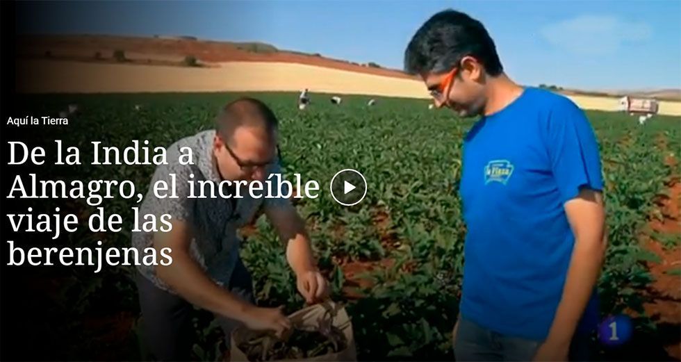 De la India a Almagro, el increíble viaje de las berenjenas